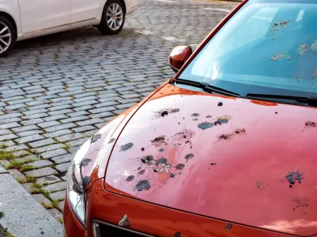 Kuş Pisliği Boyaya Zarar Verir mi? Nasıl Temizlenir?